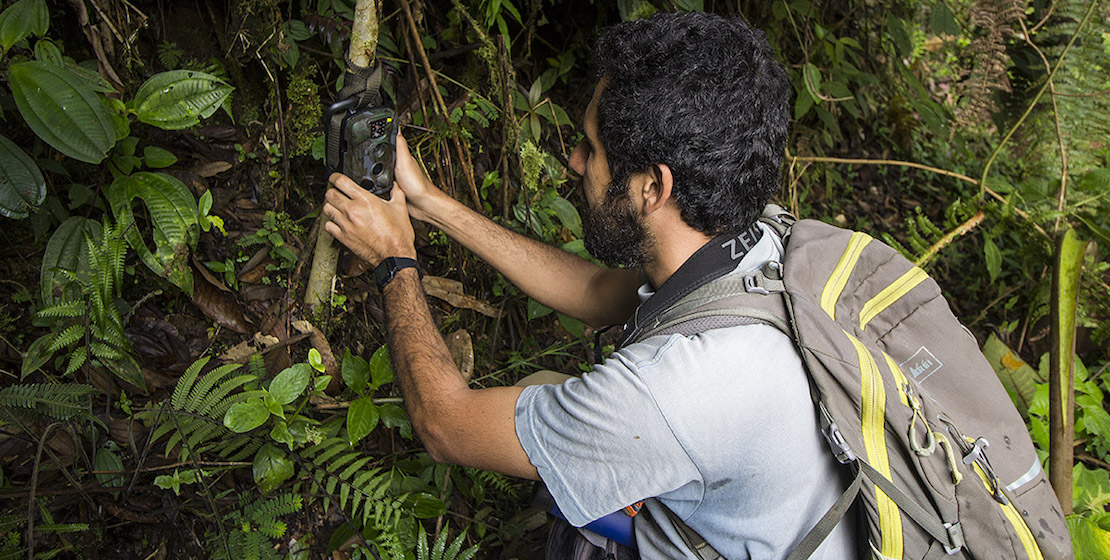 Man putting camera trap on tree.