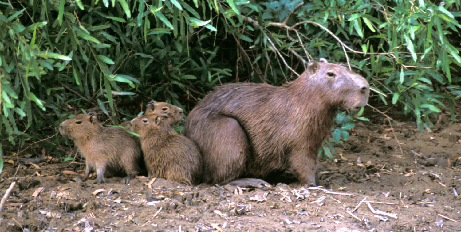 One full-grown capybara with 3 small capybara.