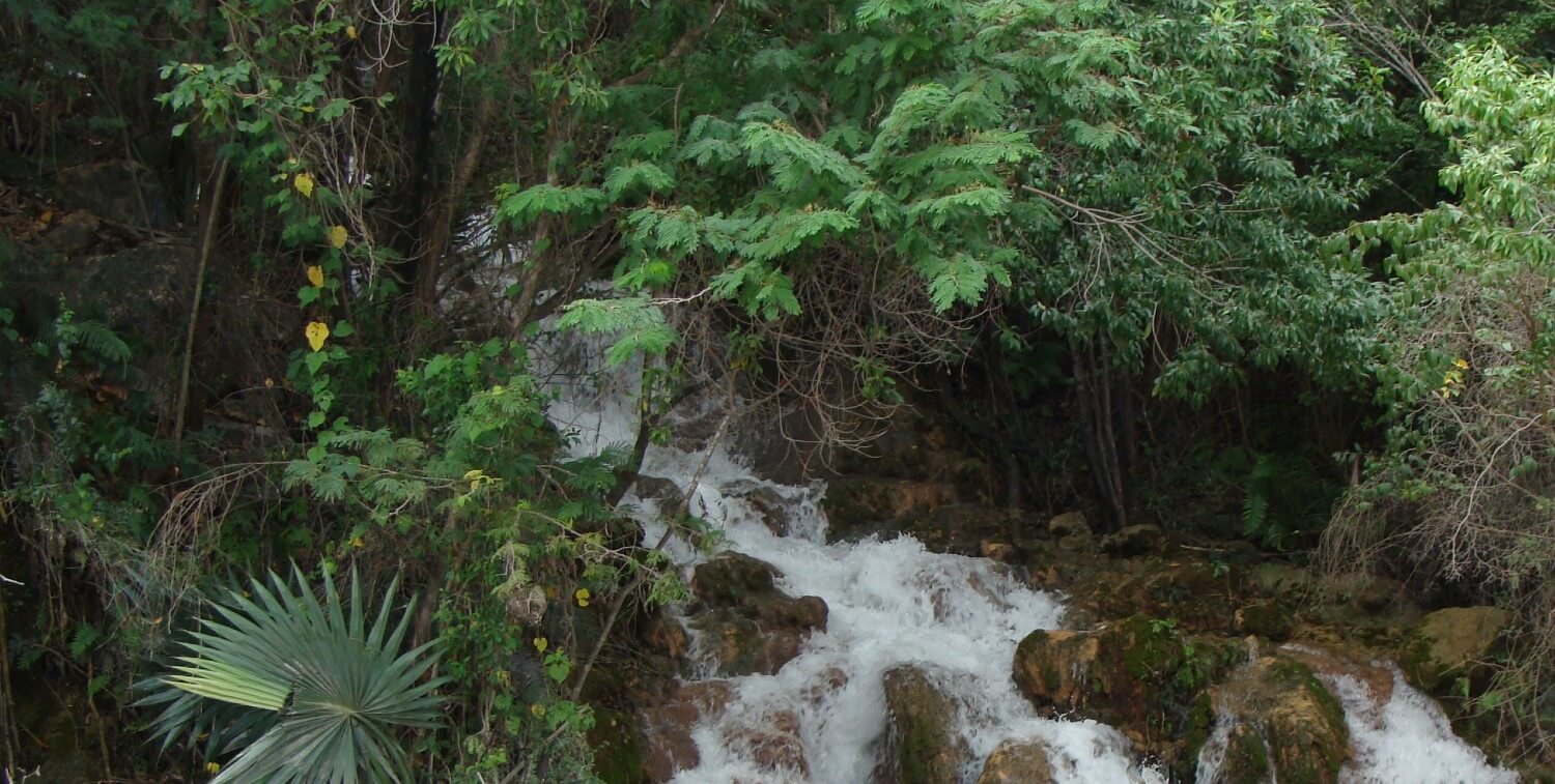 Waterfall in lush vegetation