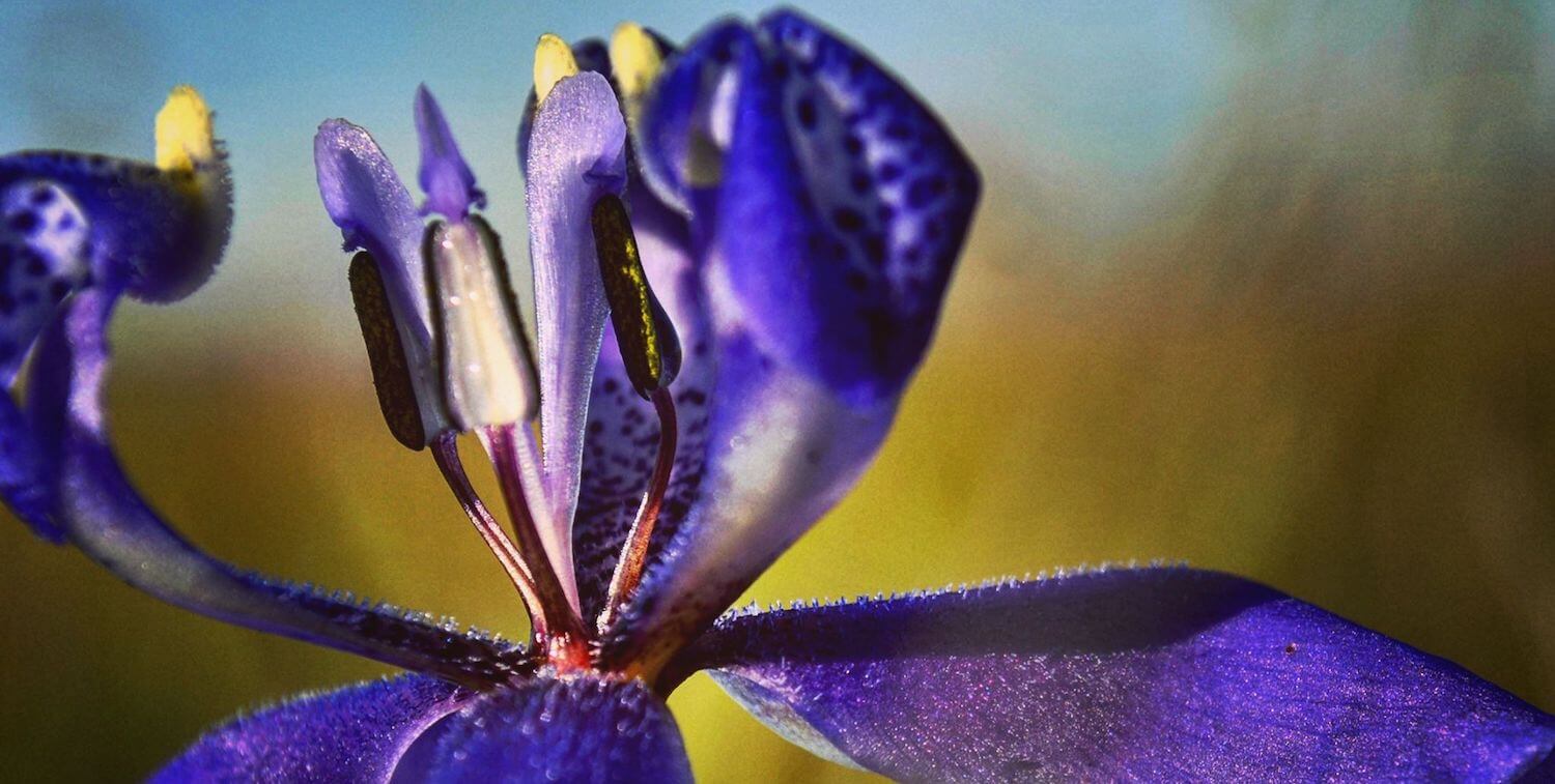 Close-up of purple flower.