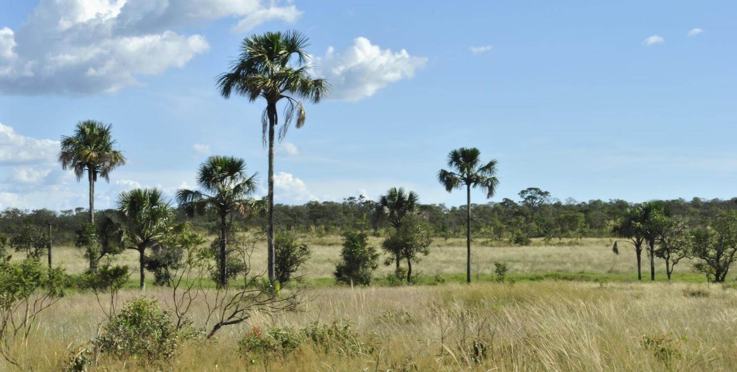 Paisaje llano salpicado de palmeras.