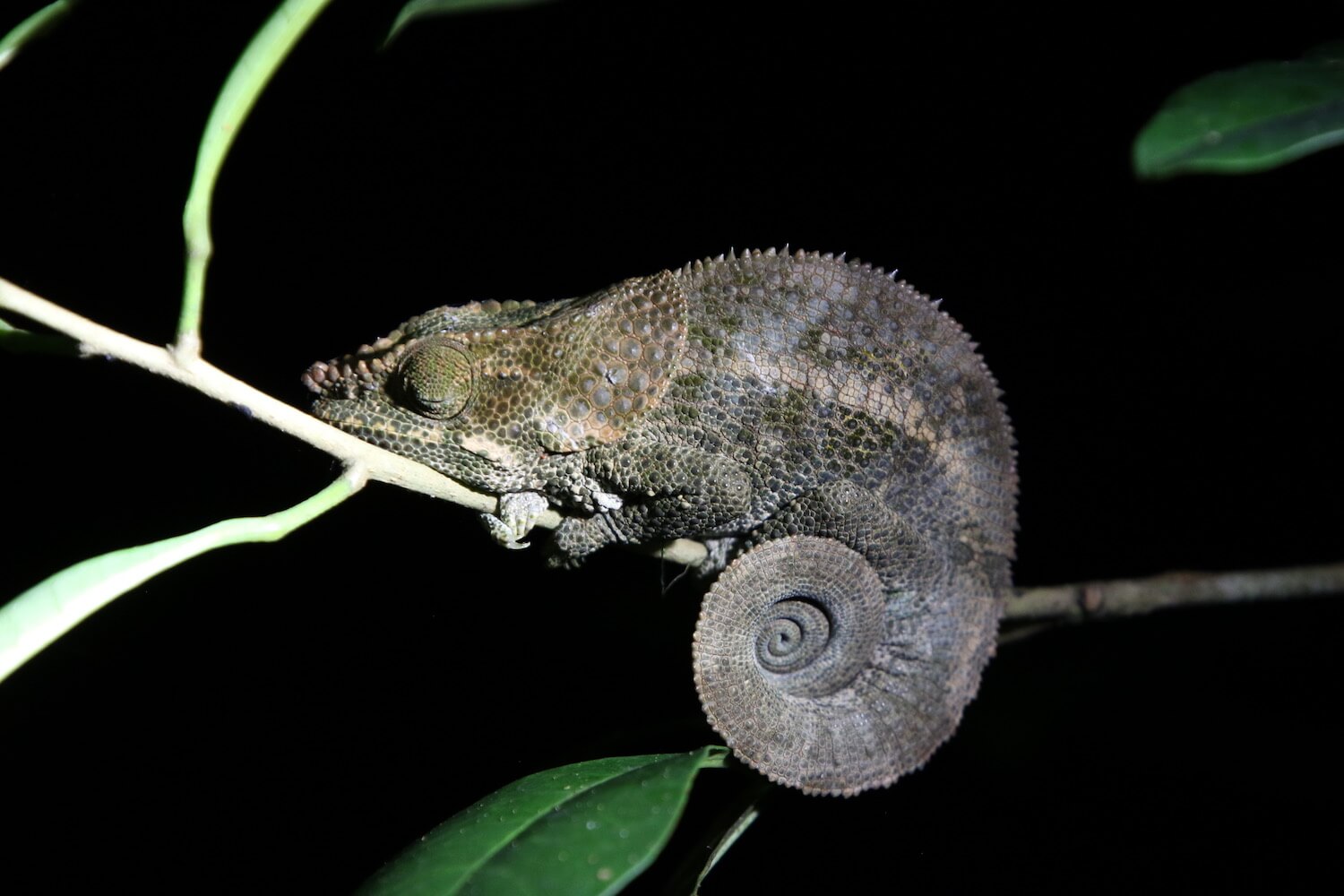 Chameleon, eyes closed, on brach against background of night.