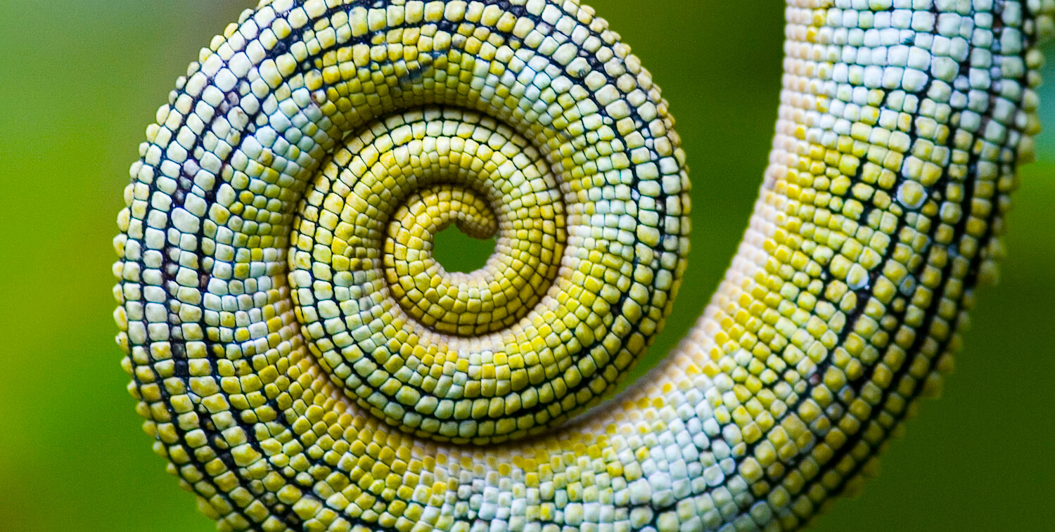 Close-up of curled yellow, green and blue chameleon tail.