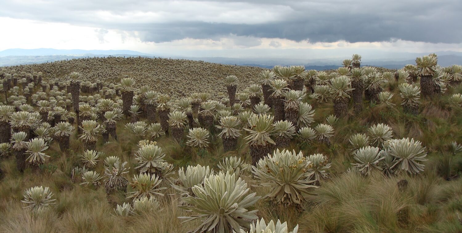Paisaje de árboles inusuales que salpican el paisaje.