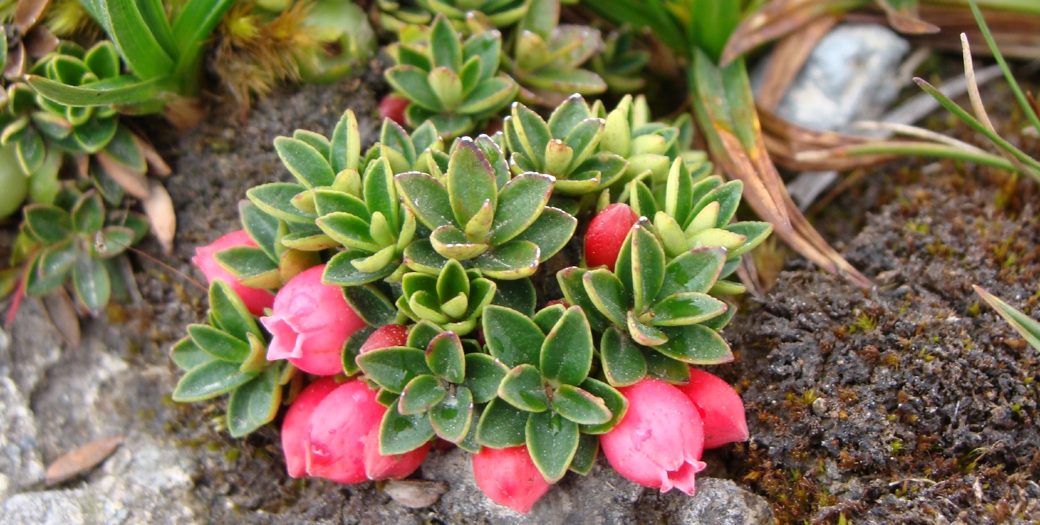 Flowering succulent plant growing on a rock