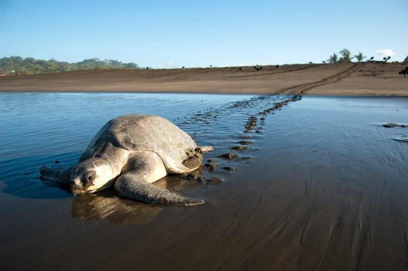 Una gran tortuga marina se aleja por la playa, con huellas de aletas en la arena detrás de ella.