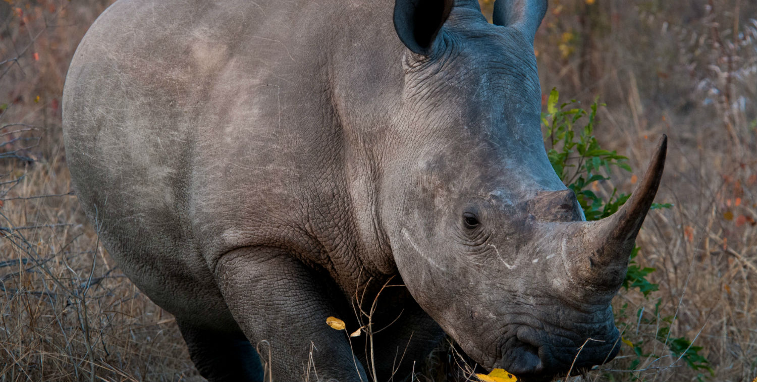 White and black rhino are among the many species at home in the Maputaland-Pondoland-Albany Hotspot. White and black rhino are among the many species at home in the Maputaland-Pondoland-Albany Hotspot.