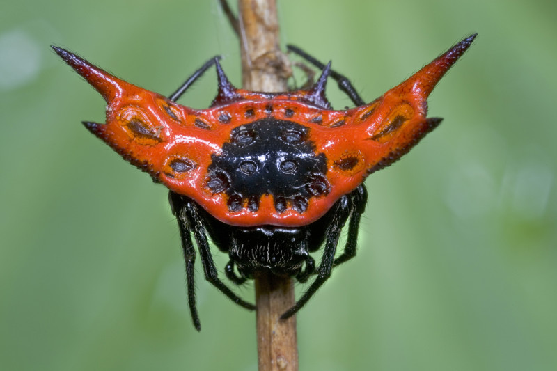 Close-up of black and red spider with hard spikes.