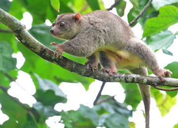Cuscus climbing across tree branch.