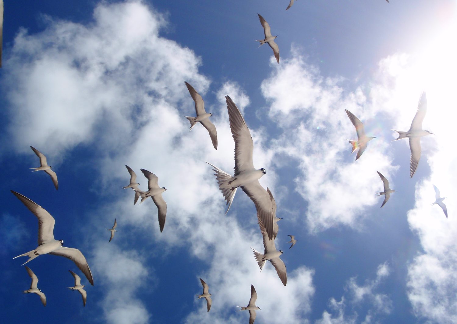 Terns flying overhead.