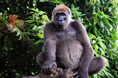 Close-up of gorilla sitting.