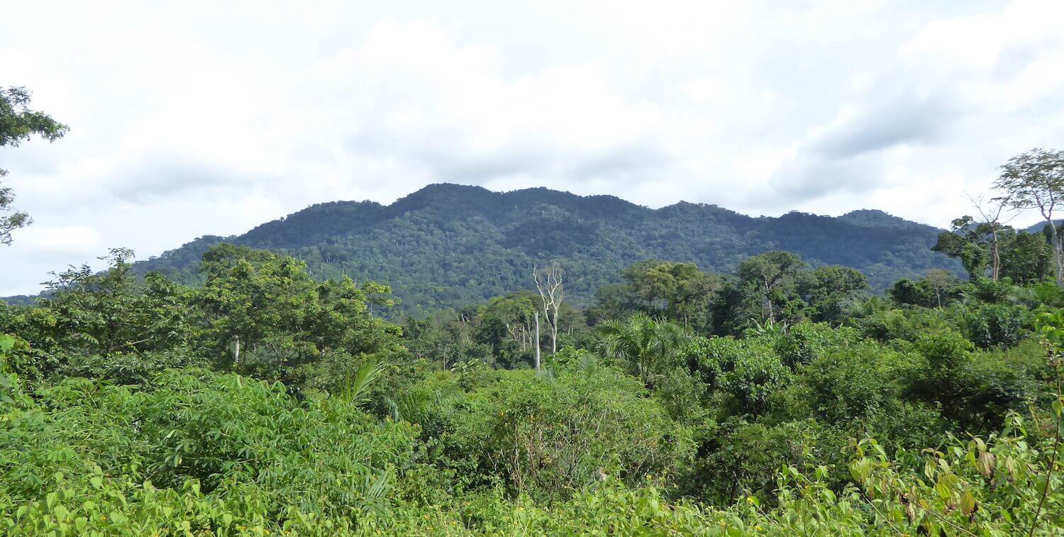paisaje forestal