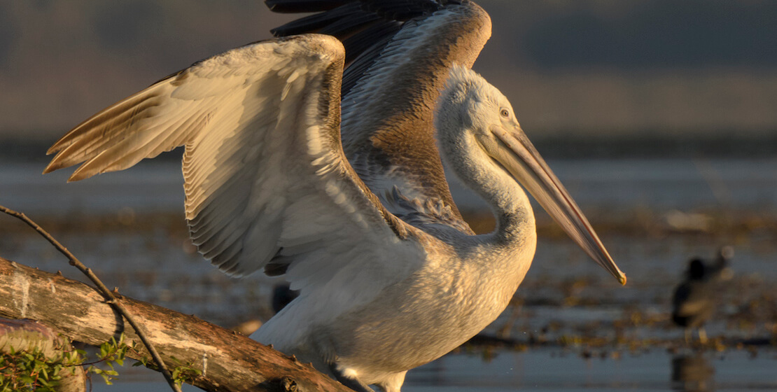 Close-up of Dalmatian pelican spreading his wings, on branch atop water.