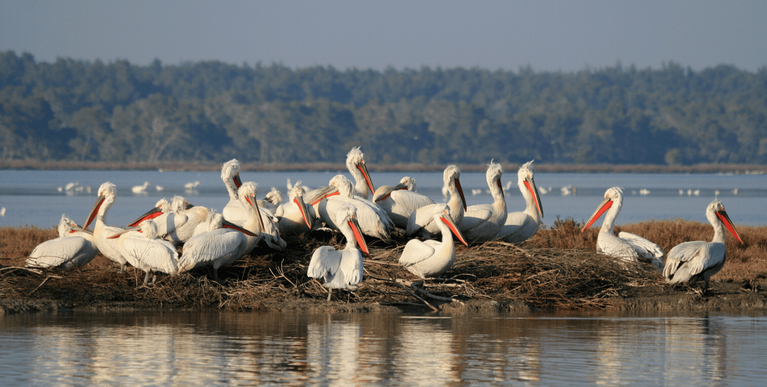 Grupo de grandes pájaros blancos en una isla artificial.