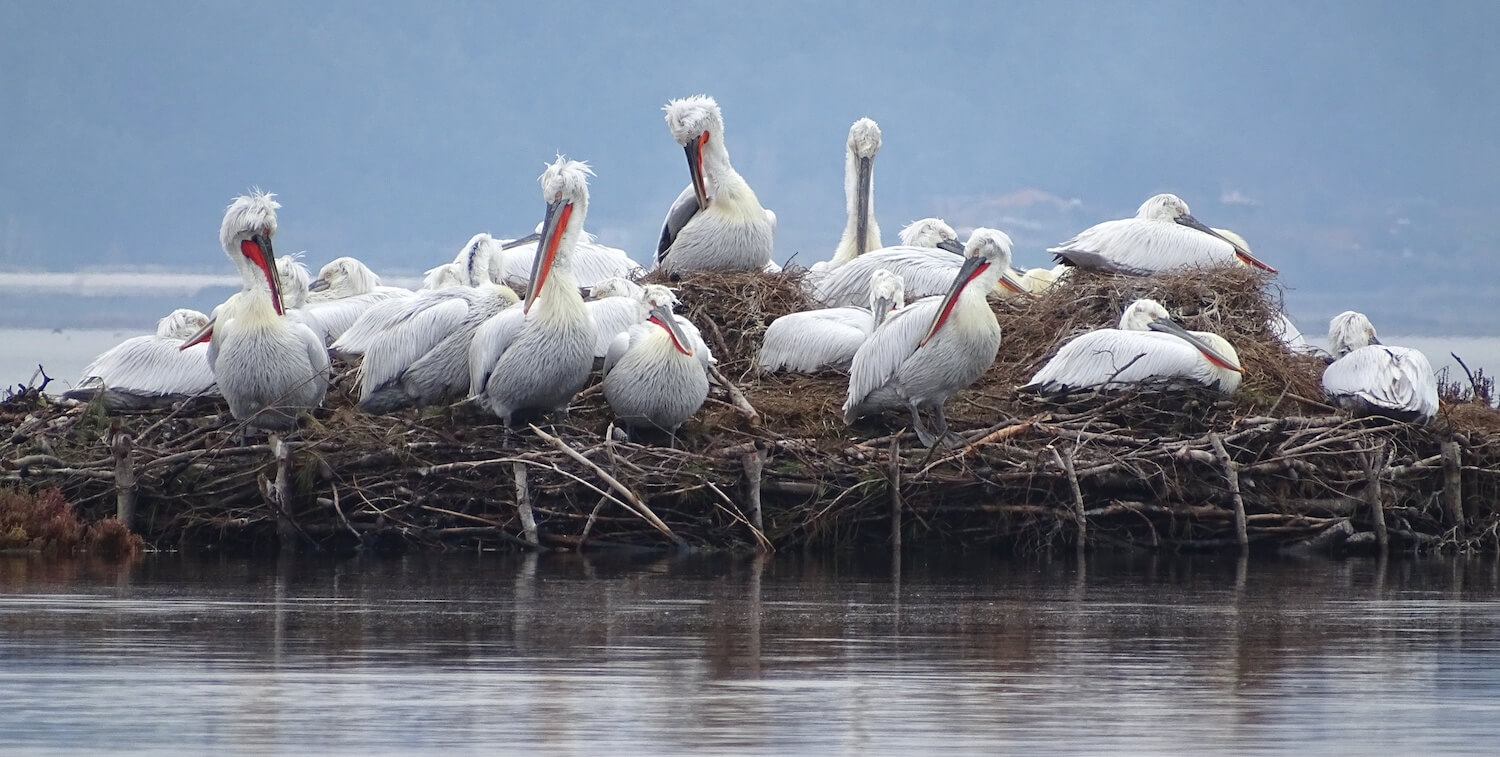 Group of Dalmatian pelicans on man-made raft.