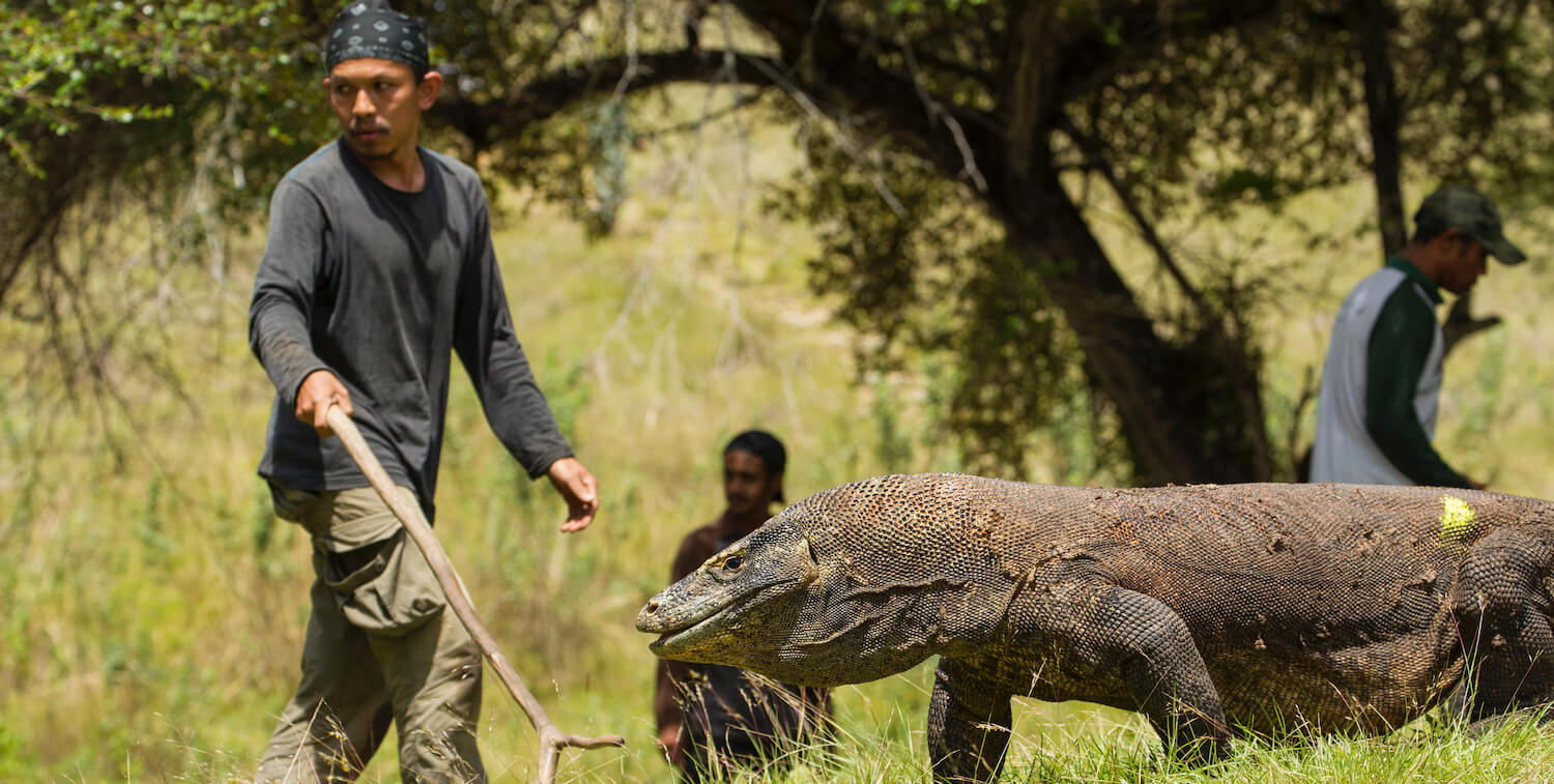 Komodo dragon walking right to left, Deni Purwandana behind him, holding stick and walking left to right.