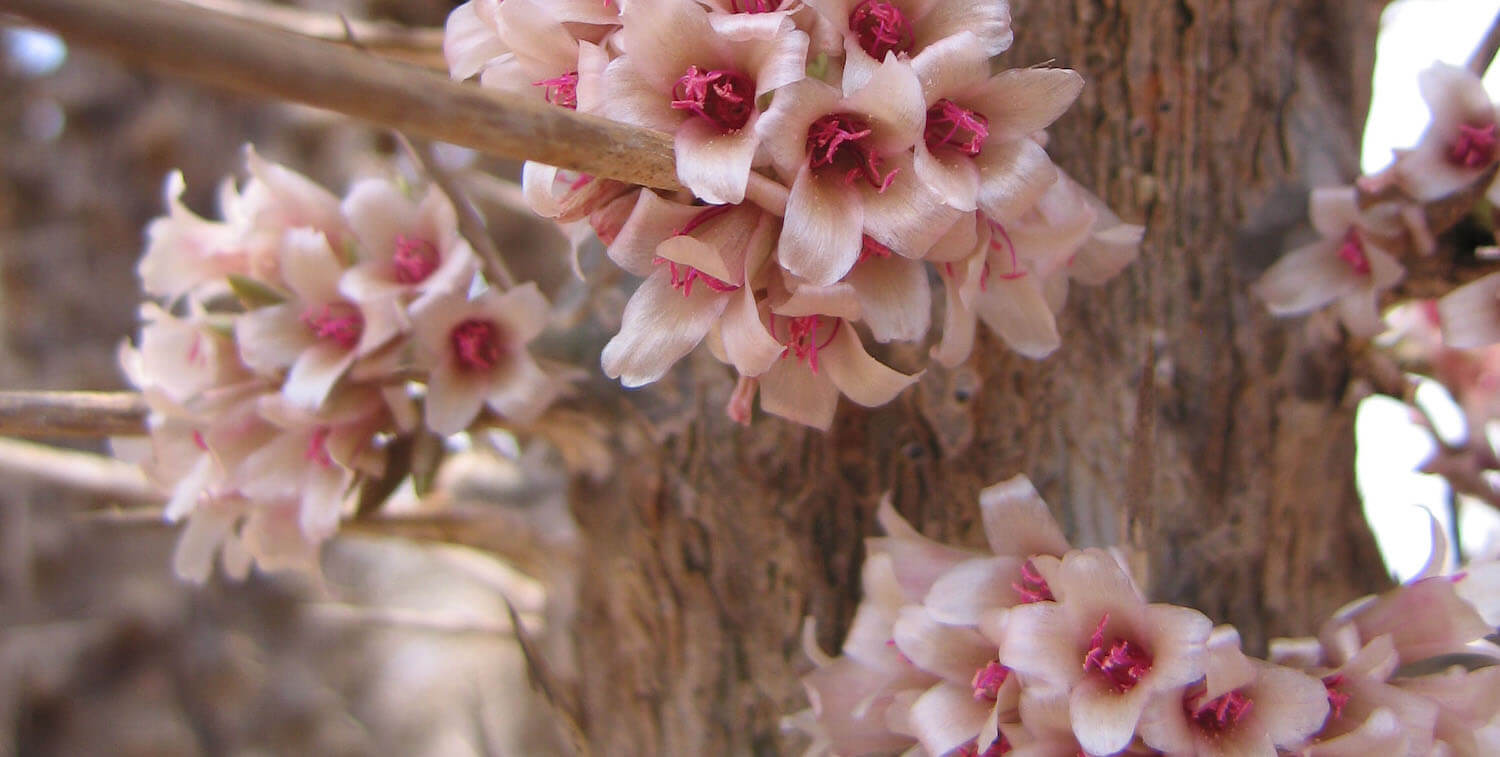 Close-up of bunches of light pink flowers on tree.