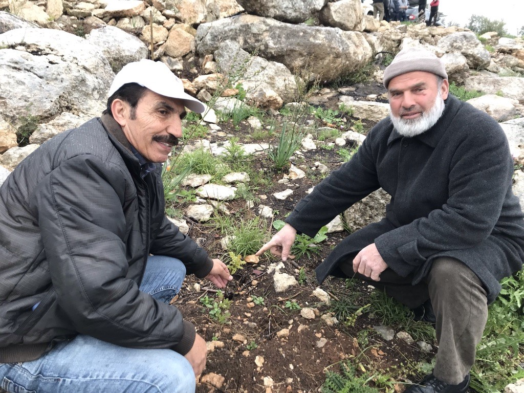 Agricultores replantando árboles de zumaque en terrazas rehabilitadas, zona de Hebrón, Palestina