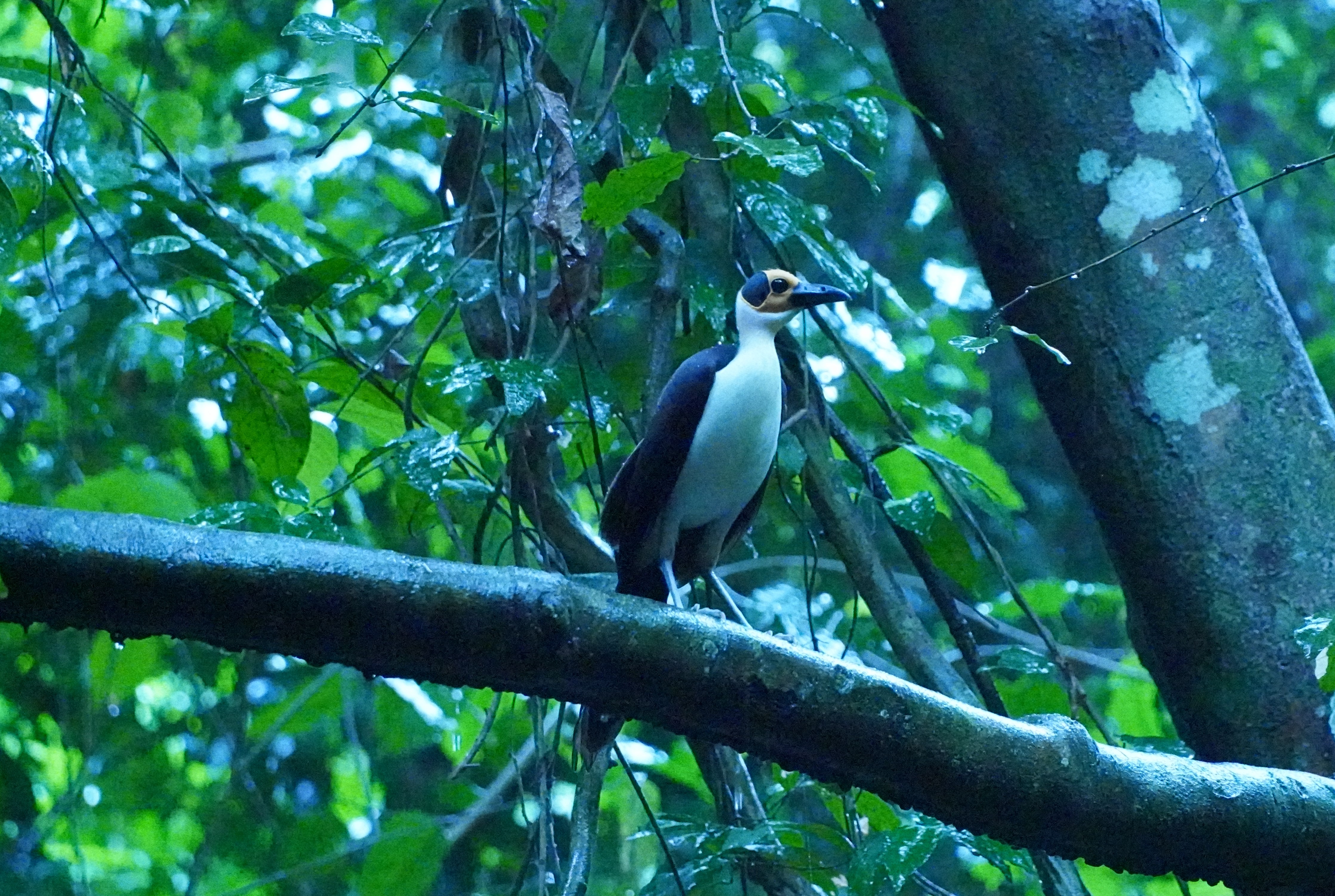 White-necked rockfowl (Picathartes gymnocephalus)