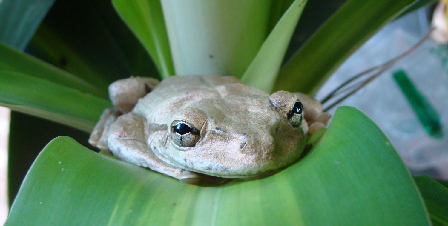 イスパニョーラ島の一般的な木のカエル（Osteopilus dominicensis）、ドミニカ共和国