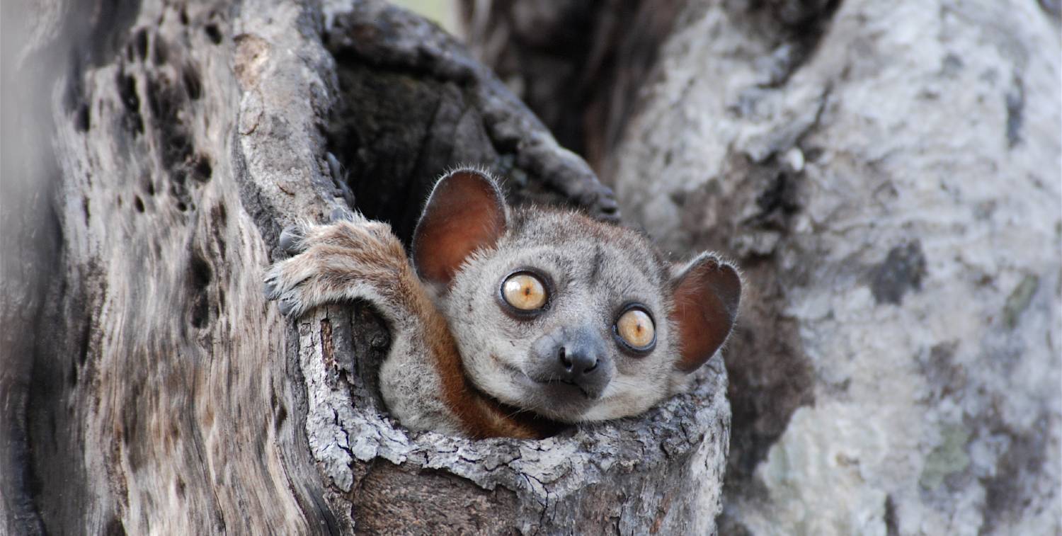 Sportive Lemur Lepilemur edwardsi, Parque Nacional Tsingy de Bemaraha, Madagascar.