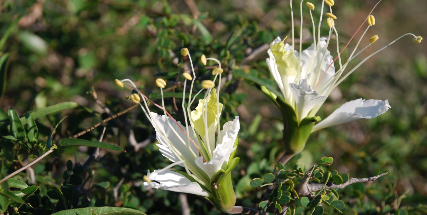 Especies relacionadas con leguminosas en peligro de extinción Lemuropisum edule , suroeste de Madagascar.