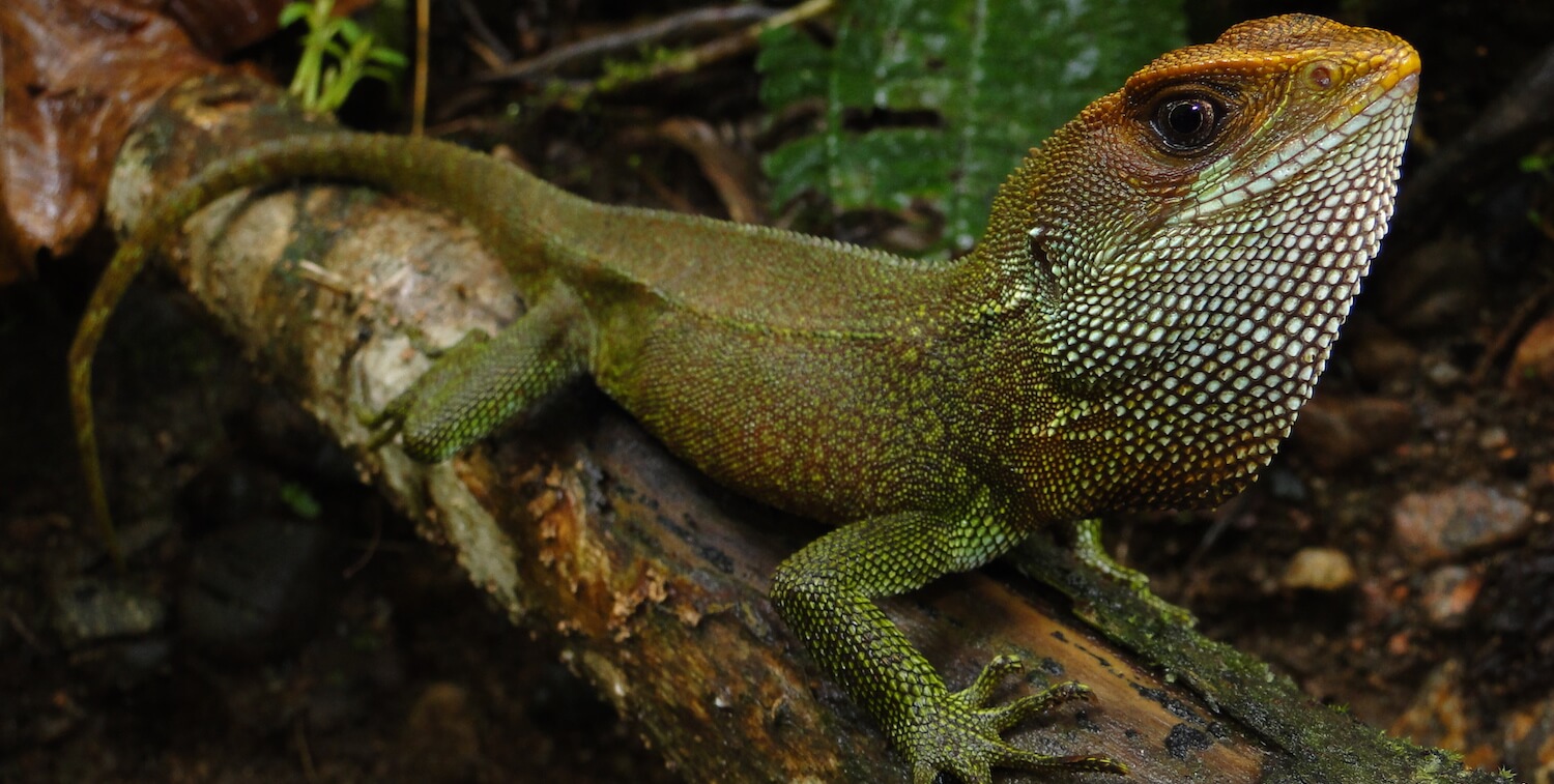 Primer plano de iguana verde con un poco de naranja, también.