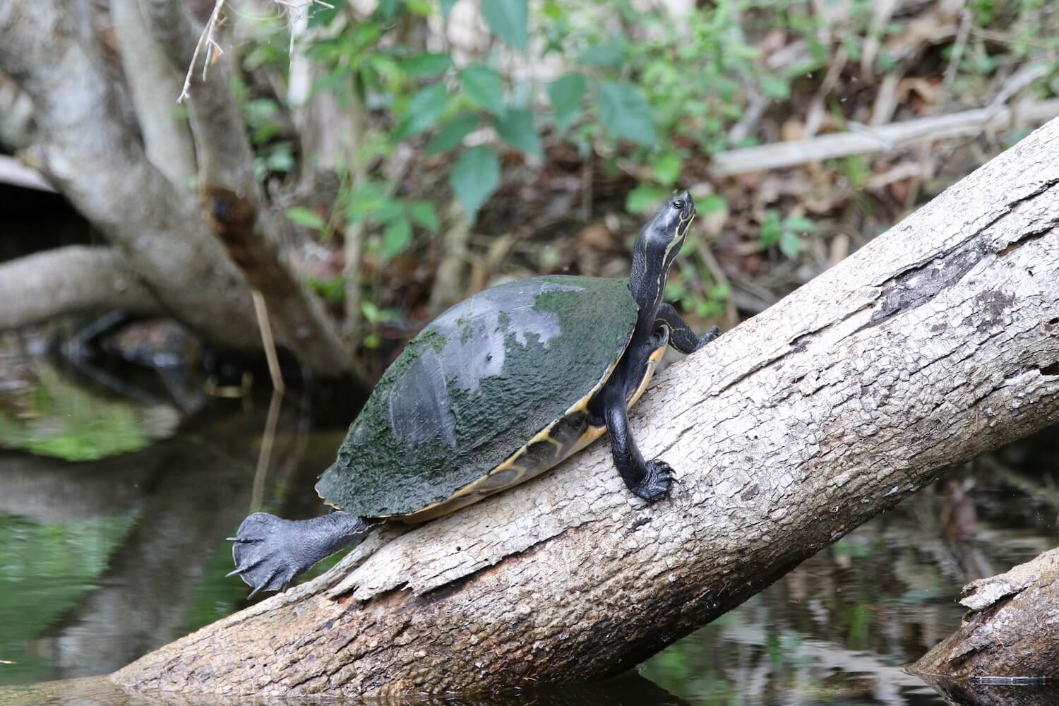 ログのカメ。
