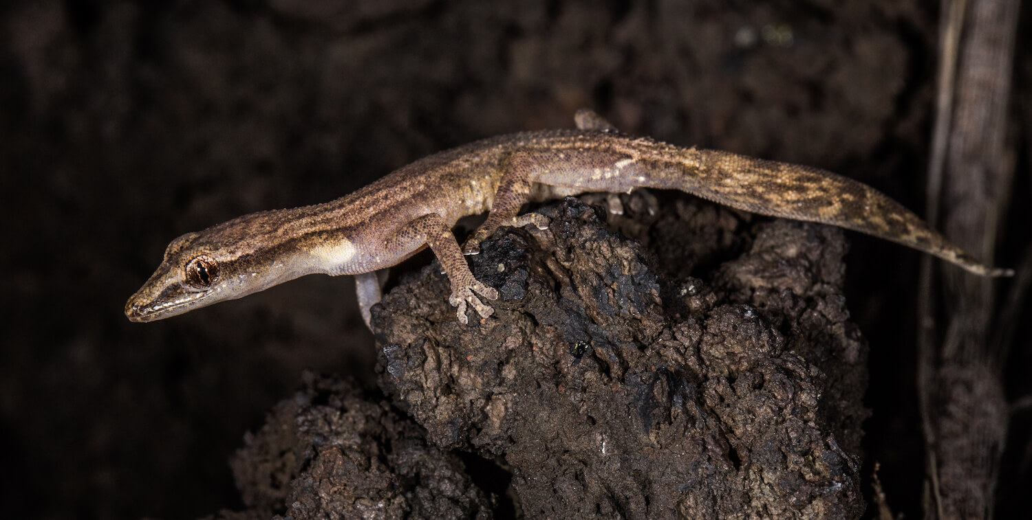 Brown gecko.