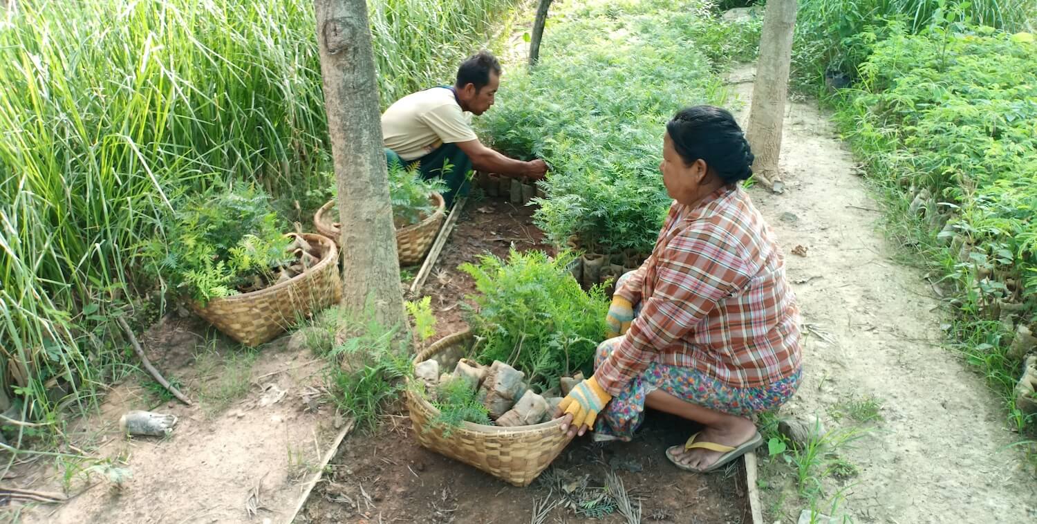 Woman and man plant tree seedlings in nursery.