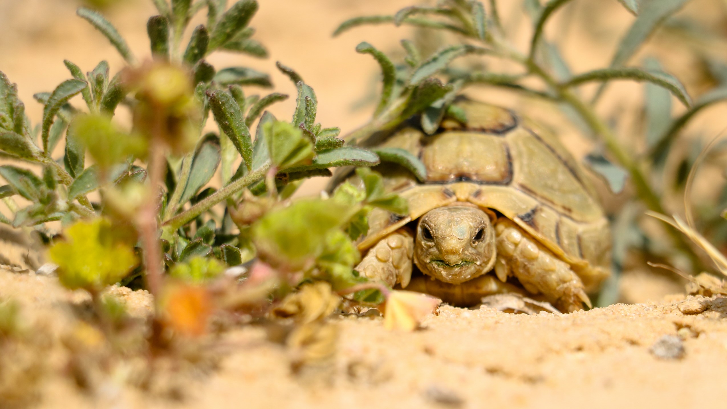 Tortuga egipcia , costa norte, Egipto