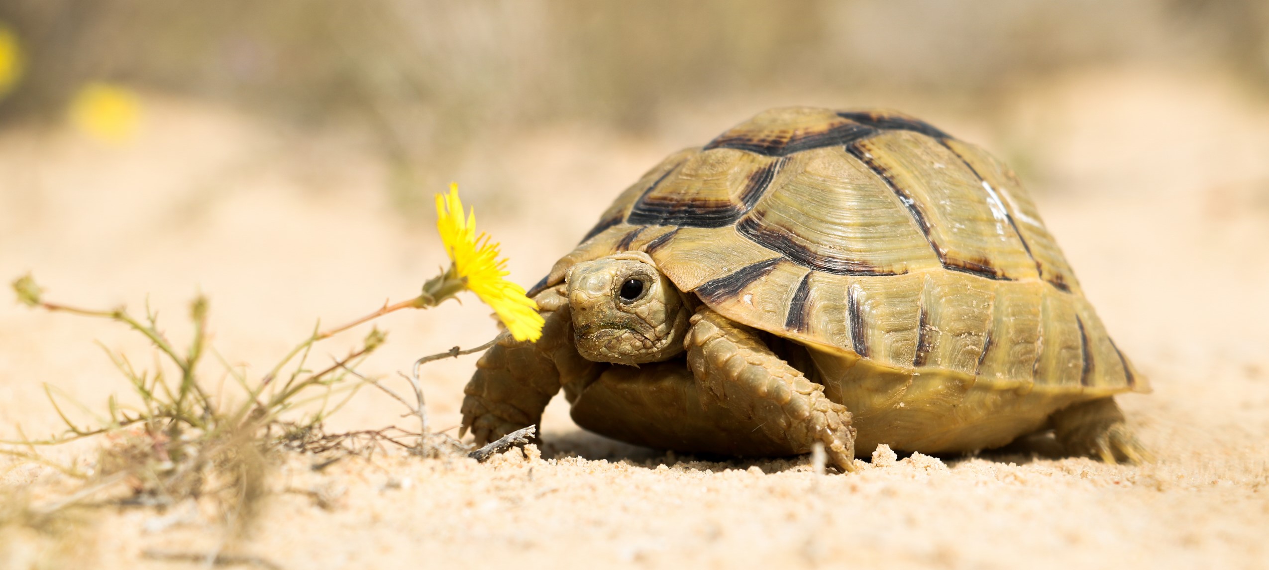 Egyptian tortoise (<i>Testudo kleinmanni<i\>), North Coast, Egypt. © Basem Rabia