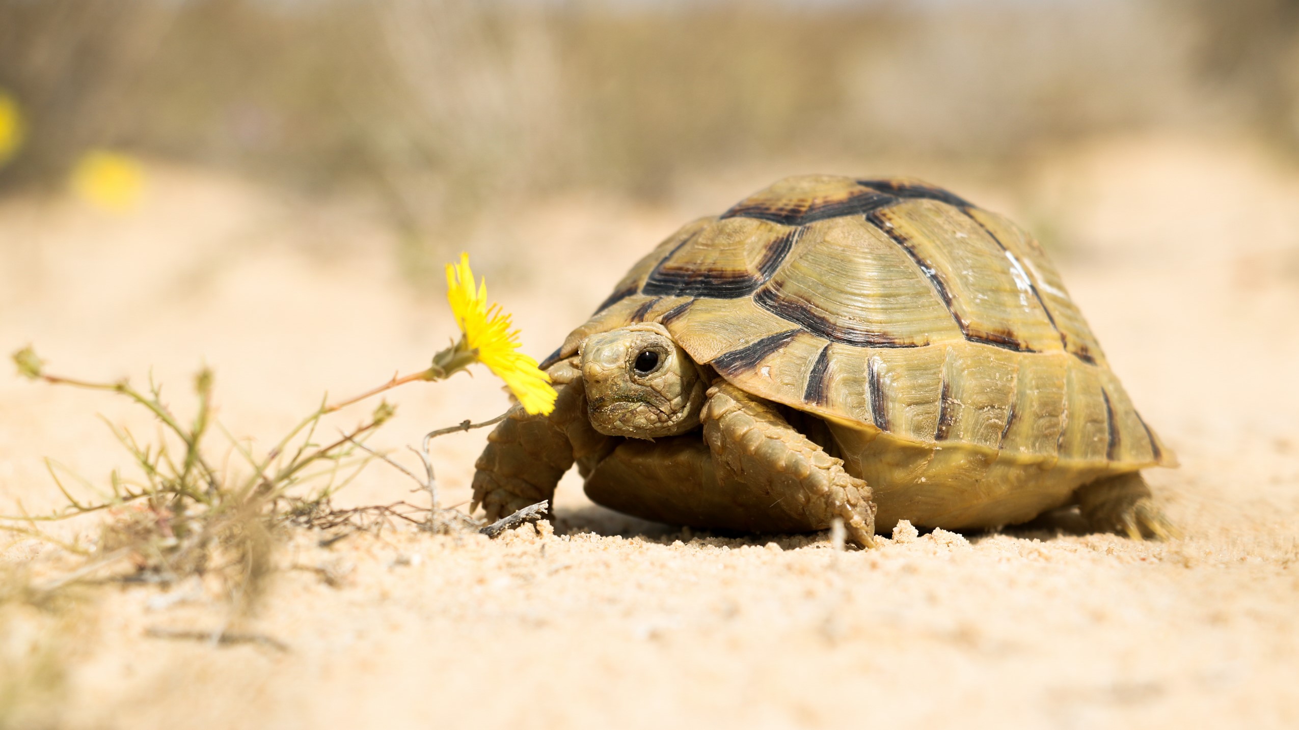 Egyptian tortoise <i>(Testudo kleinmanni)</i>, North Coast, Egypt