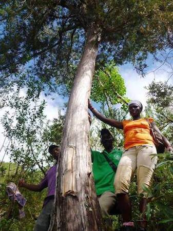 Three people standing by towering tree.