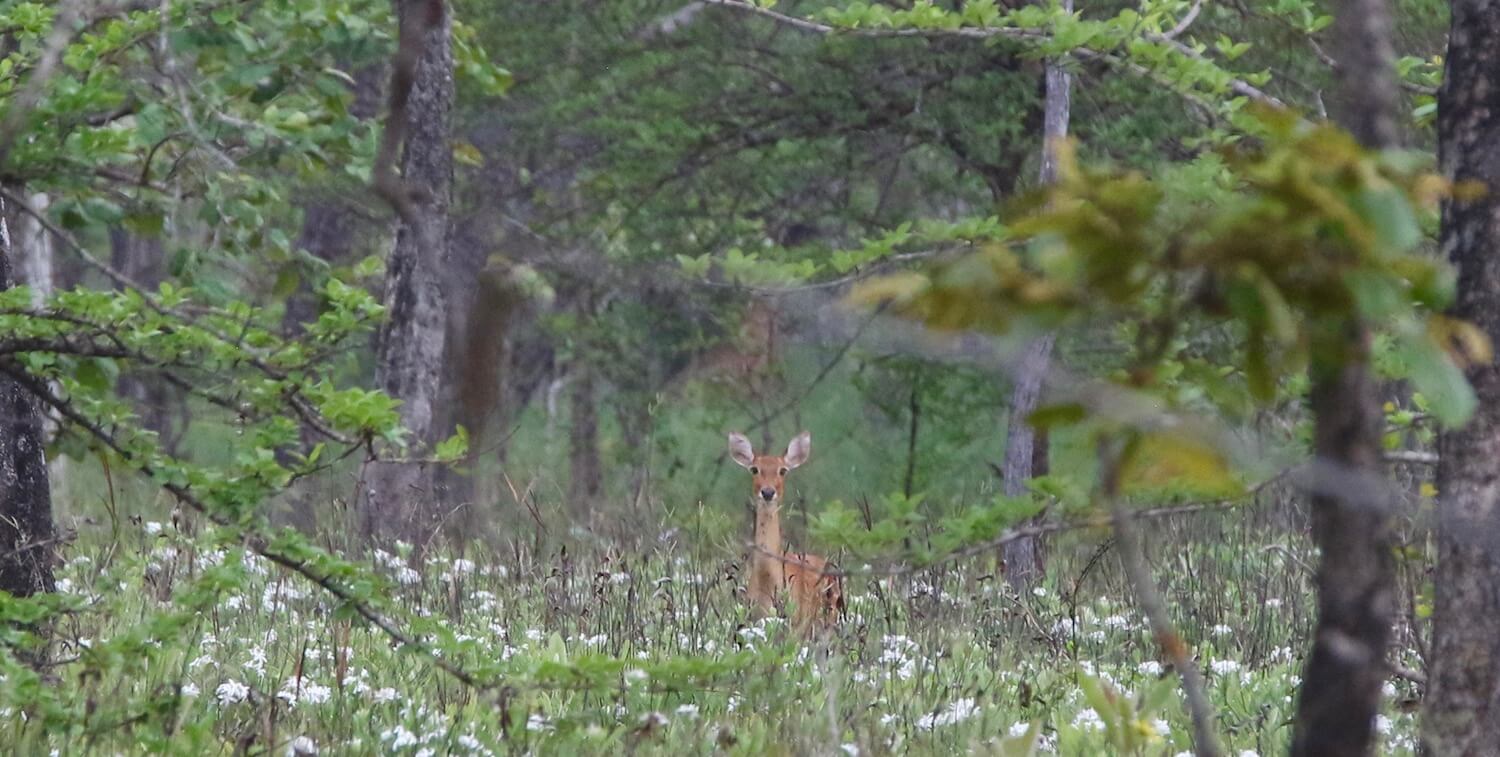 Ciervo en medio del campo, mirando hacia la cámara.