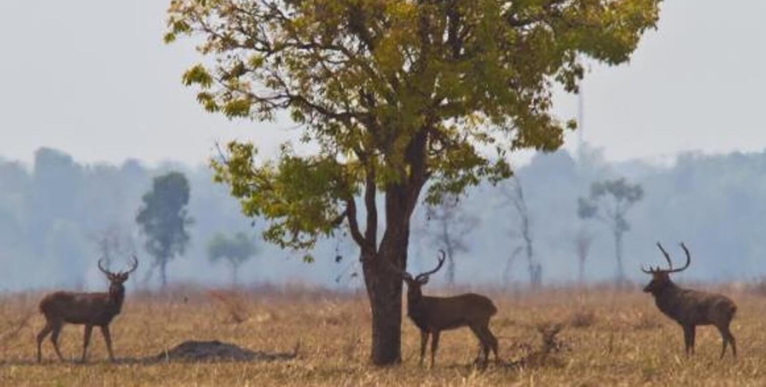 Three deer standing near tree.