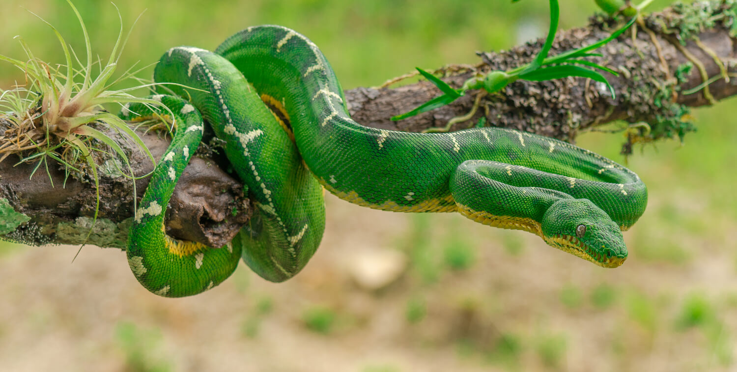 Green snake with yellow underbelly wrapped around tree.