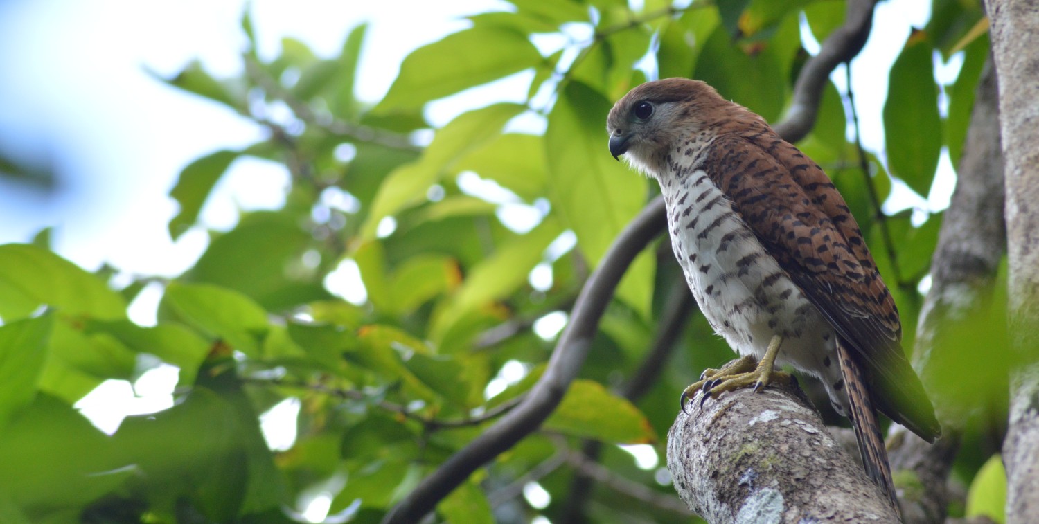 Mauritius kestrel sitting in a tree