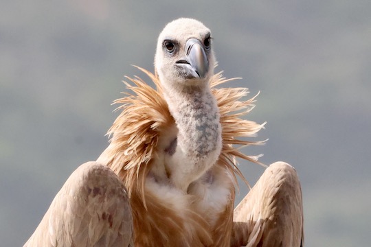A closeup of the head, neck and wings of a white and tan vulture.