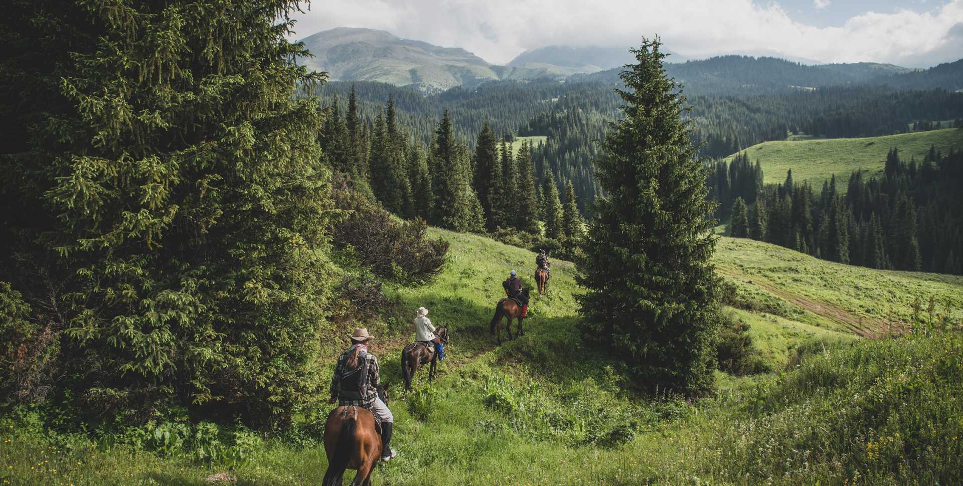 Four people on horseback riding down a grassy mountain between stands of trees.