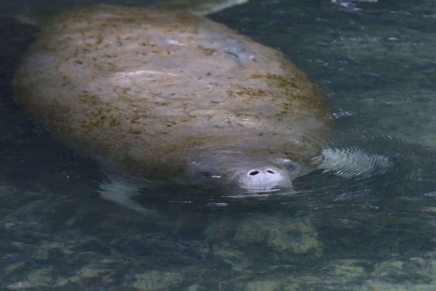Manatee in clear water with nose sticking out.