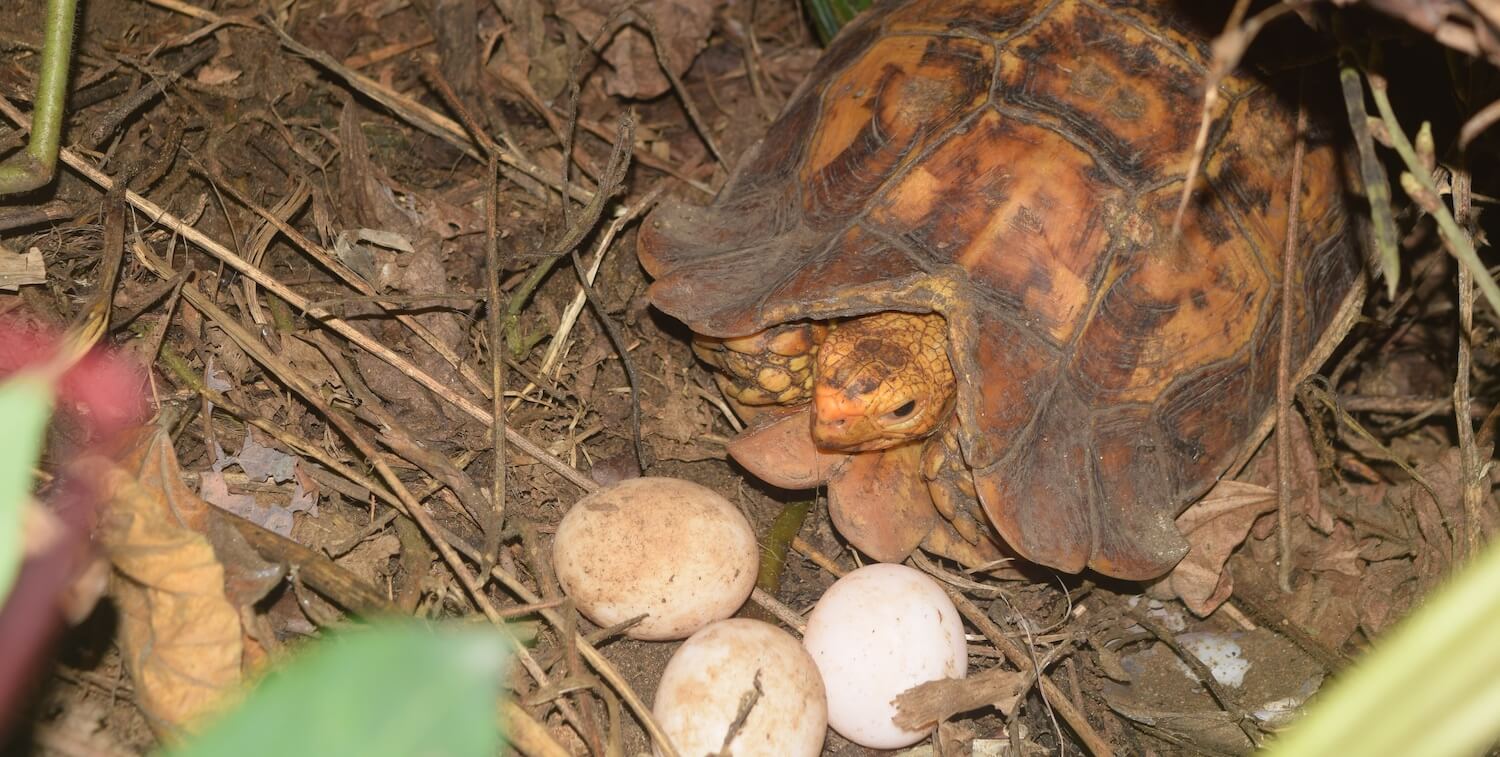 Primer plano de tortuga marrón rojiza con 3 huevos blancos.