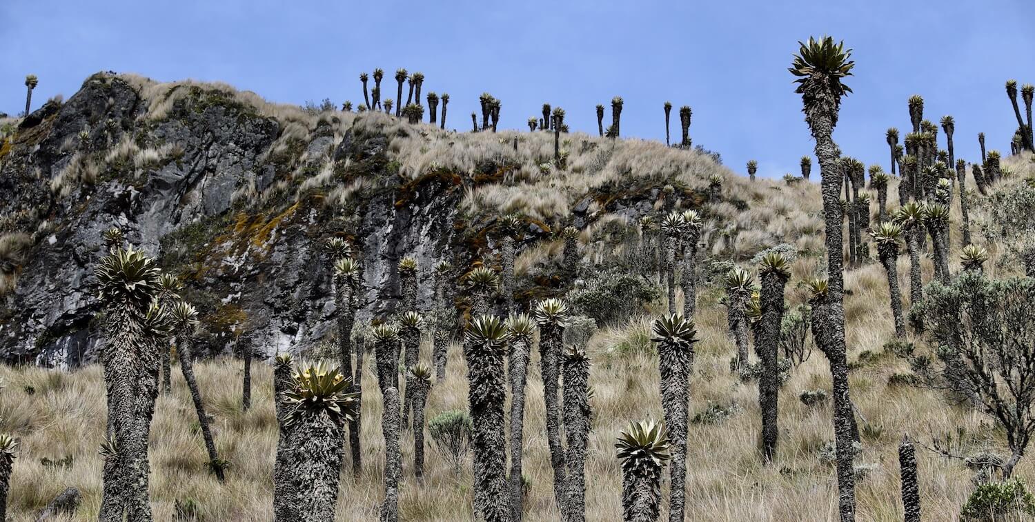 Paisaje salpicado de árboles altos y delgados.