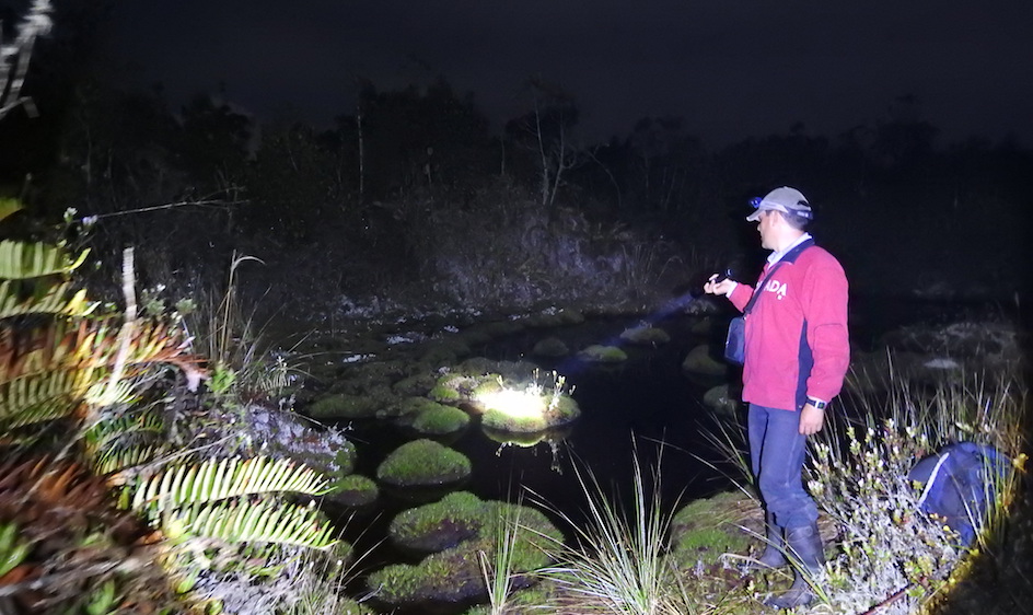 In search of the elusive amphibian. In search of the elusive amphibian.
