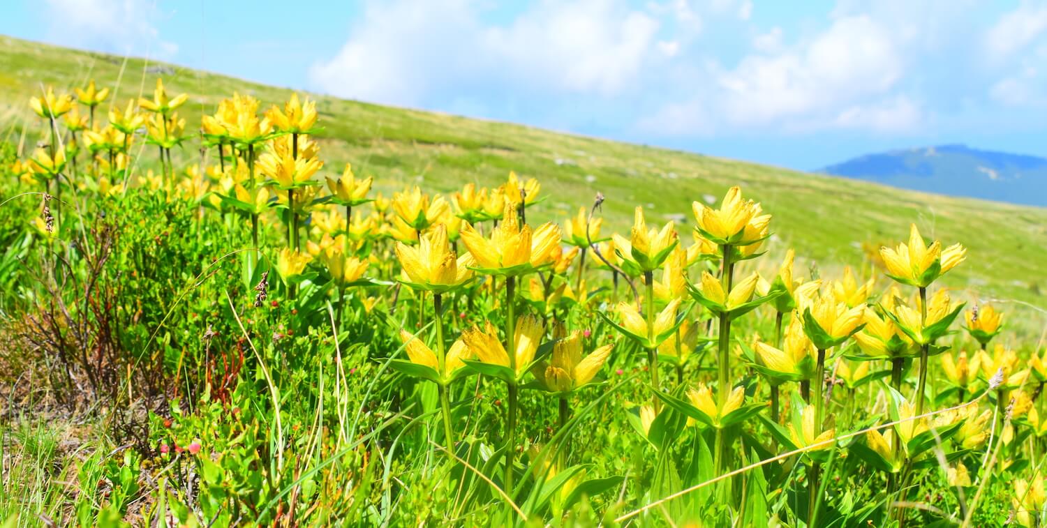Cluster of bright-yellow flowers on sloping hill.