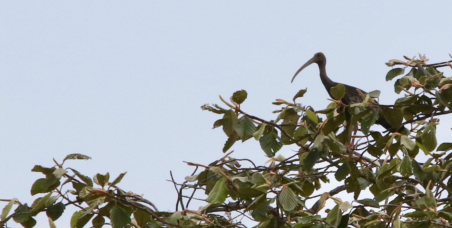 Large bird with long, curving beak standing in high tree.