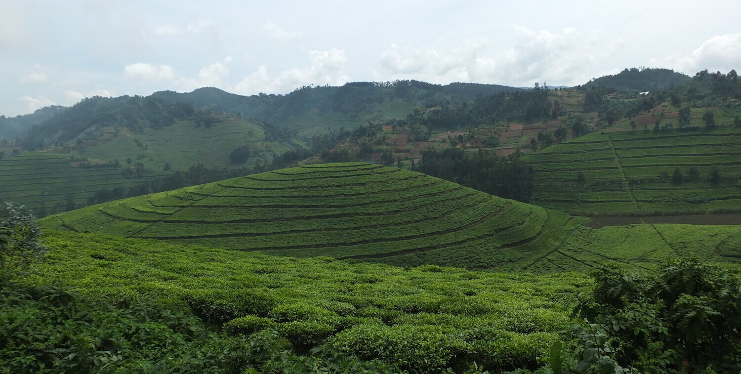 High-up view of tea plantation with forest in background.