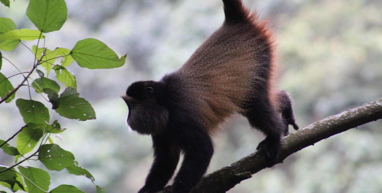 Perfil de primer plano de mono dorado trepando en rama.