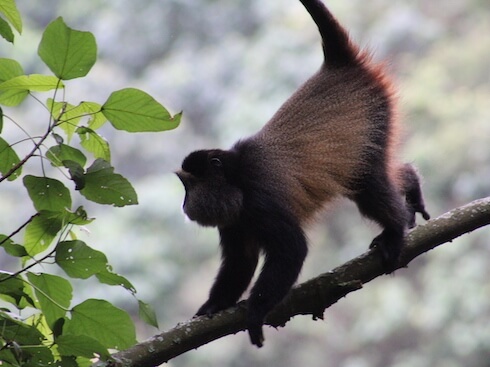 Golden monkey on tree limb.
