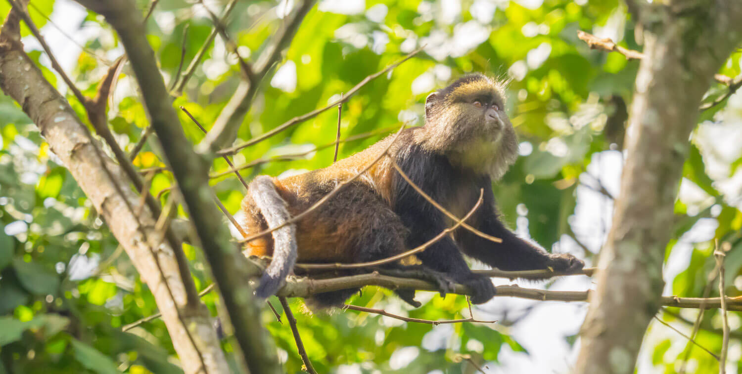 Close-up of golden monkey up in tree.